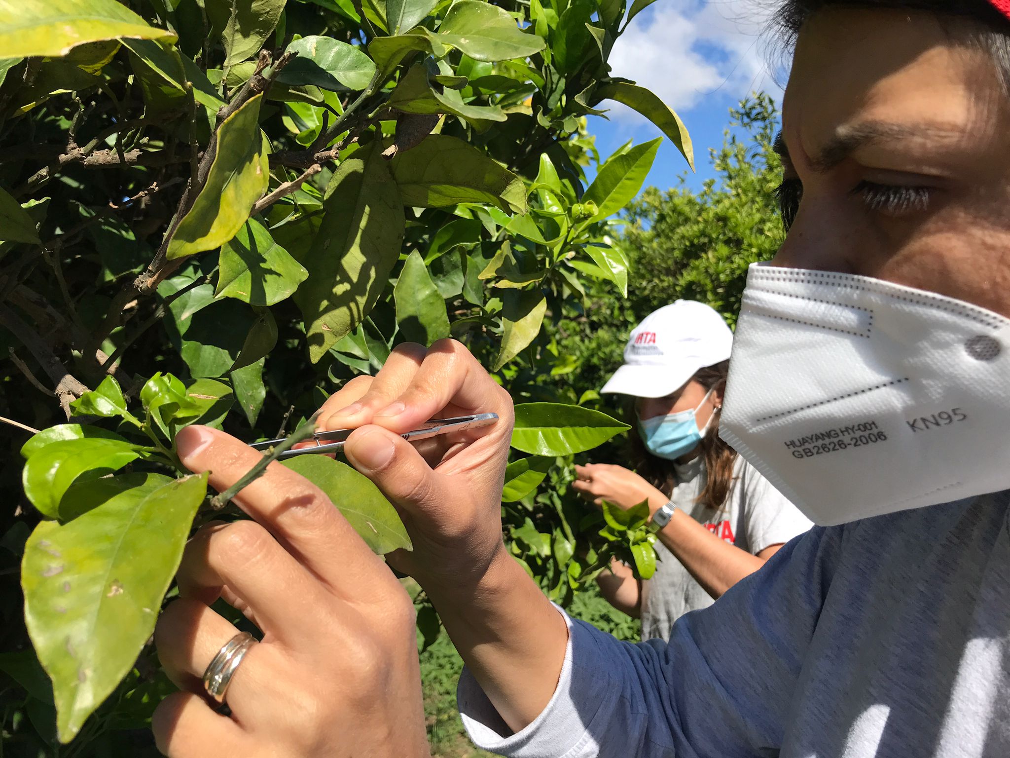 La 'zona cero' del cotonet: 2.200 hectáreas de cuatro comarcas con un 14% de árboles infectados