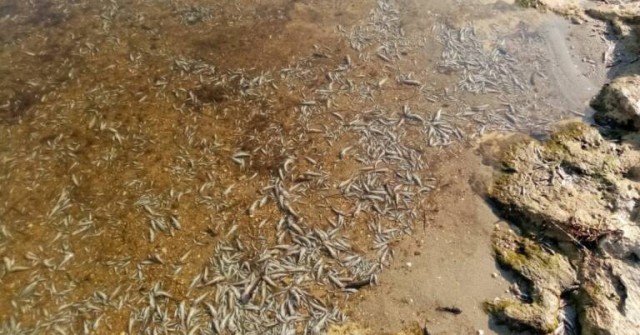 El Mar Menor no será declarado zona gravemente afectada