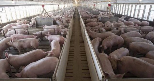 Las industrias de porcino en municipios rurales de la Comunitat han aumentado un 30% en 10 años 