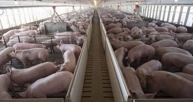 Las industrias de porcino en municipios rurales de la Comunitat han aumentado un 30% en 10 años 