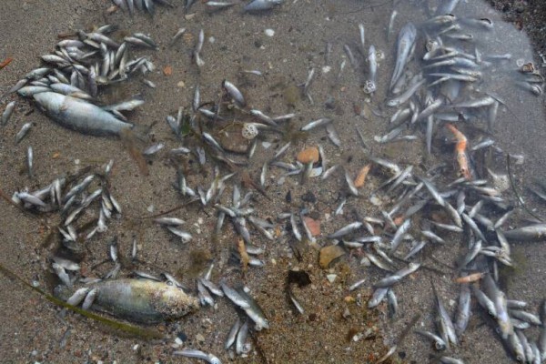 Continúa la tragedia en el Mar Menor: Anse confirma la existencia de más peces muertos