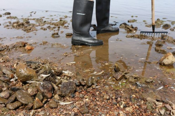 Los científicos avisaron de la anoxia en el Mar Menor: 