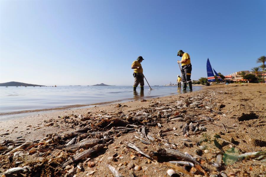 El lamento del Mar Menor se agrava: 7 playas cerradas y una semana con la muerte diaria de miles de peces