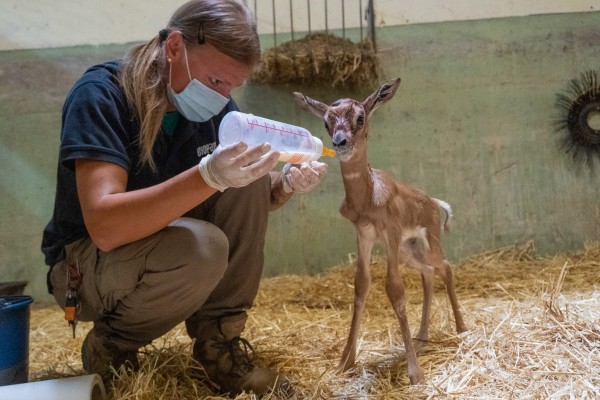 Los cuidadores de Bioparc salvan a una cría de una especie de gacela en peligro de extinción
