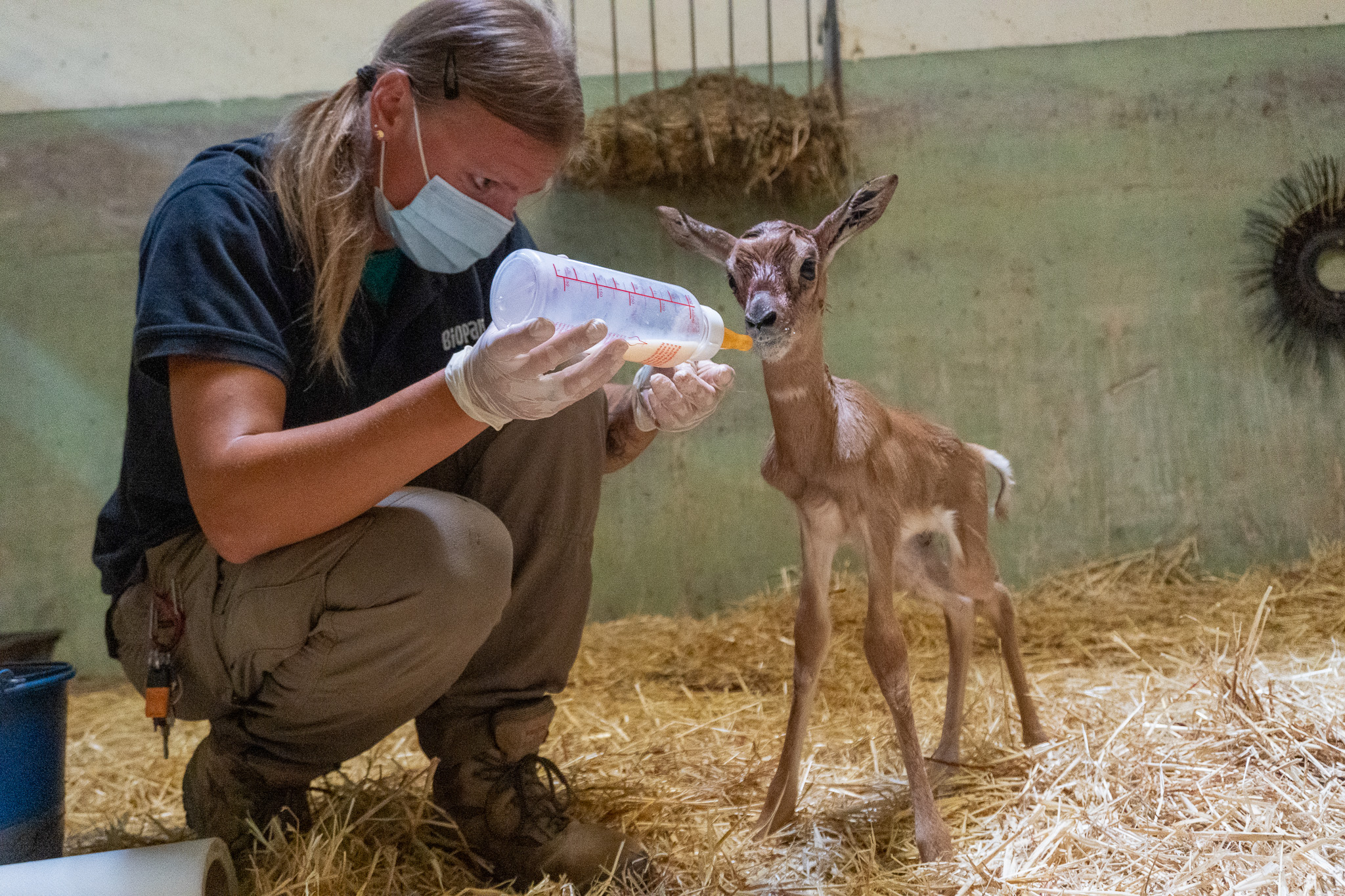 Los cuidadores de Bioparc salvan a una cría de una especie de gacela en peligro de extinción

