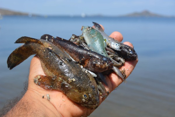 Mar Menor: soluciones ya