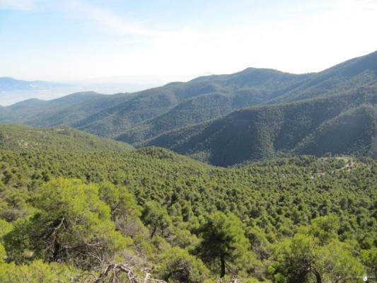 Un contrato de 417.000 euros para controlar la masa forestal y evitar incendios en Sierra Espuña