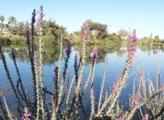 La CHJ restaura el bosque de ribera autóctono en el Clot de la Mare de Déu de Borriana con 250.000 €
