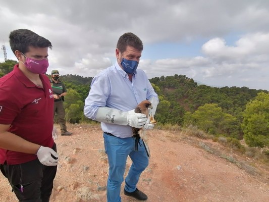 Devuelto a la naturaleza un ejemplar de águila calzada tras ser tratado en El Valle