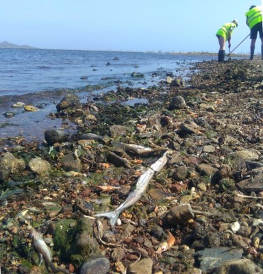 Ecologistas en Acción pide a la Comunidad que actúe ante el drama ambiental del Mar Menor