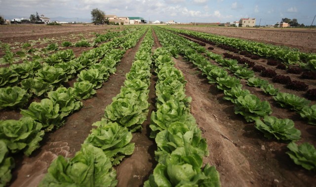 Agricultura destina 25 millones de los fondos europeos a pymes de la industria agroalimentaria