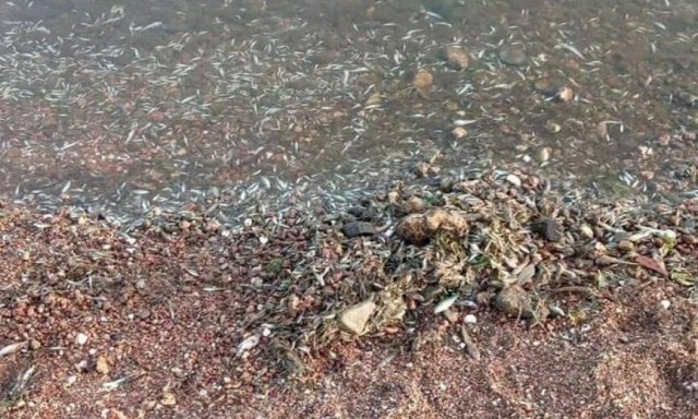 La Fiscalía investiga si hay nuevos vertidos agrícolas tras la muerte masiva de peces en el Mar Menor