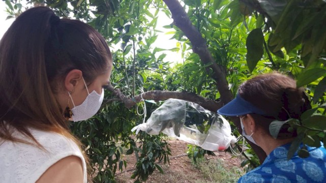 Agricultura decreta medidas contra el cotonet y el campo critica que no asuma la lucha ante la plaga