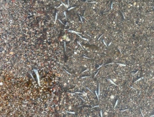 El Mar Menor vuelve a gritar: aparecen miles de peces muertos en La Manga y Los Nietos 