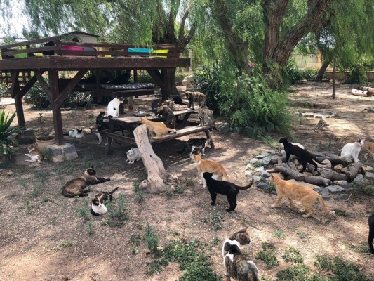 La adopción de mascotas sigue creciendo en 2021 y alcanza los 206 animales hasta julio en Alicante