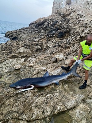 Aparece muerta la tintorera avistada durante esta semana en La Vila Joiosa y El Campello