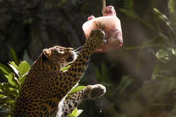 Helados de frutas y verduras en Bioparc València para combatir la ola de calor