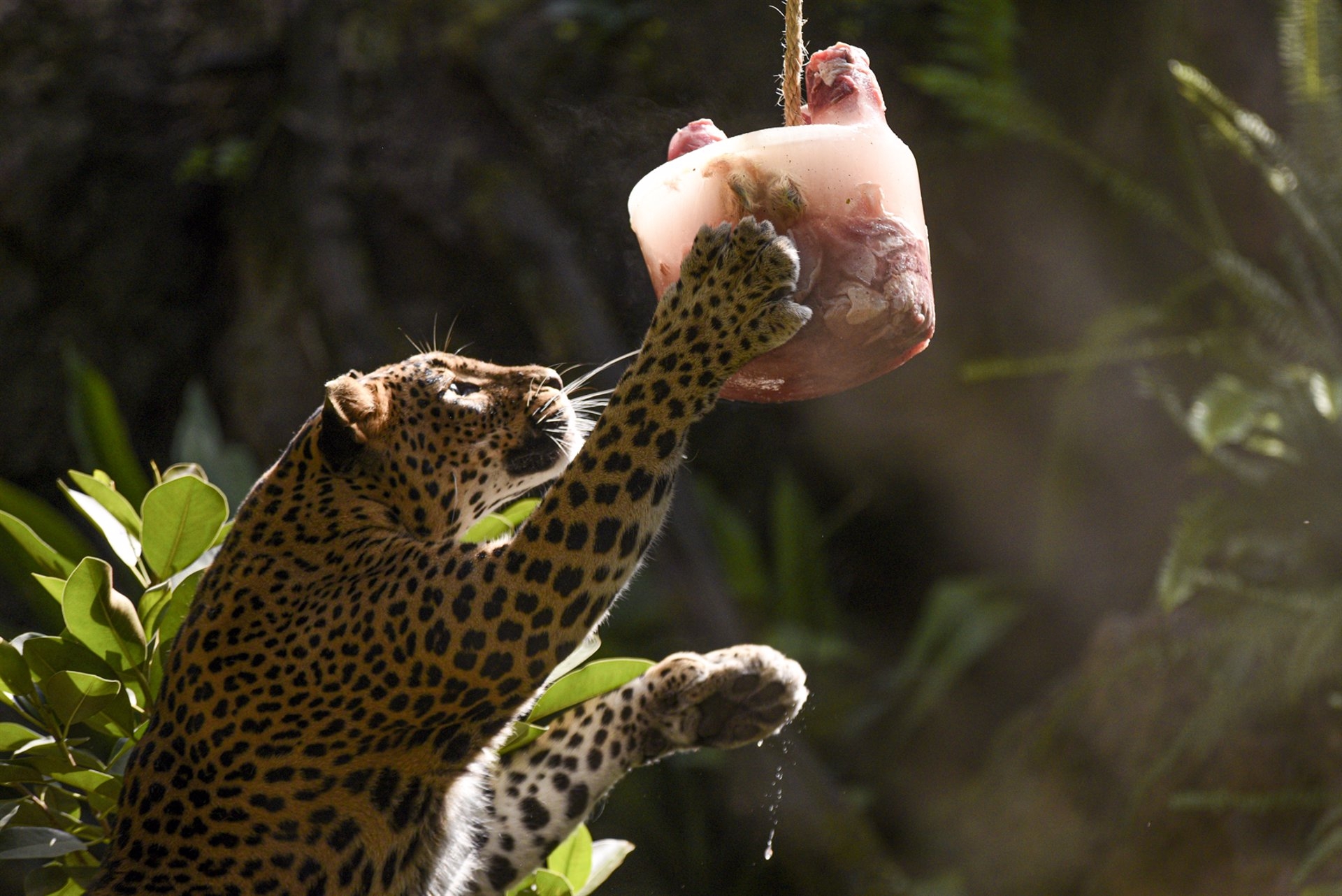 Helados de frutas y verduras en Bioparc València para combatir la ola de calor