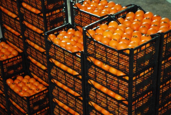 La Unió alerta de la llegada de fruta y verdura turca con restos del insecticida prohibido en Europa