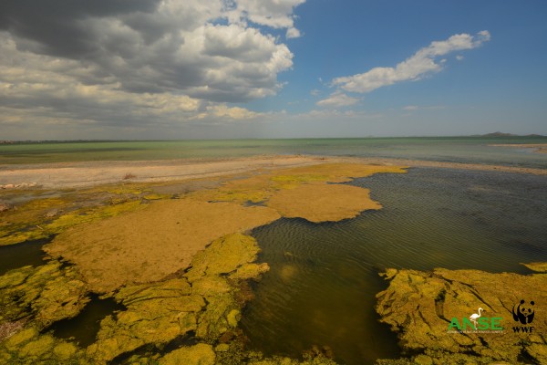 Izquierda Unida denuncia que el Mar Menor vuelve a ser una 'sopa verde': 