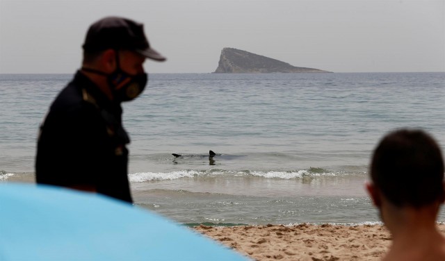 La tintorera que apareció en una playa de Benidorm ya está en alta mar
