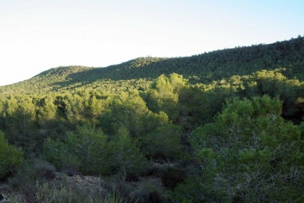 Emergencias activa todos los recursos antiincendios ante la ola de calor
