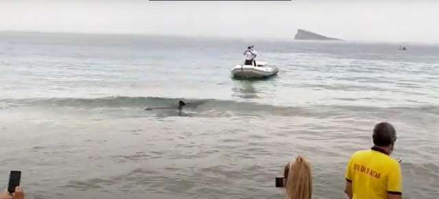 Un tiburón llega hasta la orilla de la playa de Poniente en Benidorm
