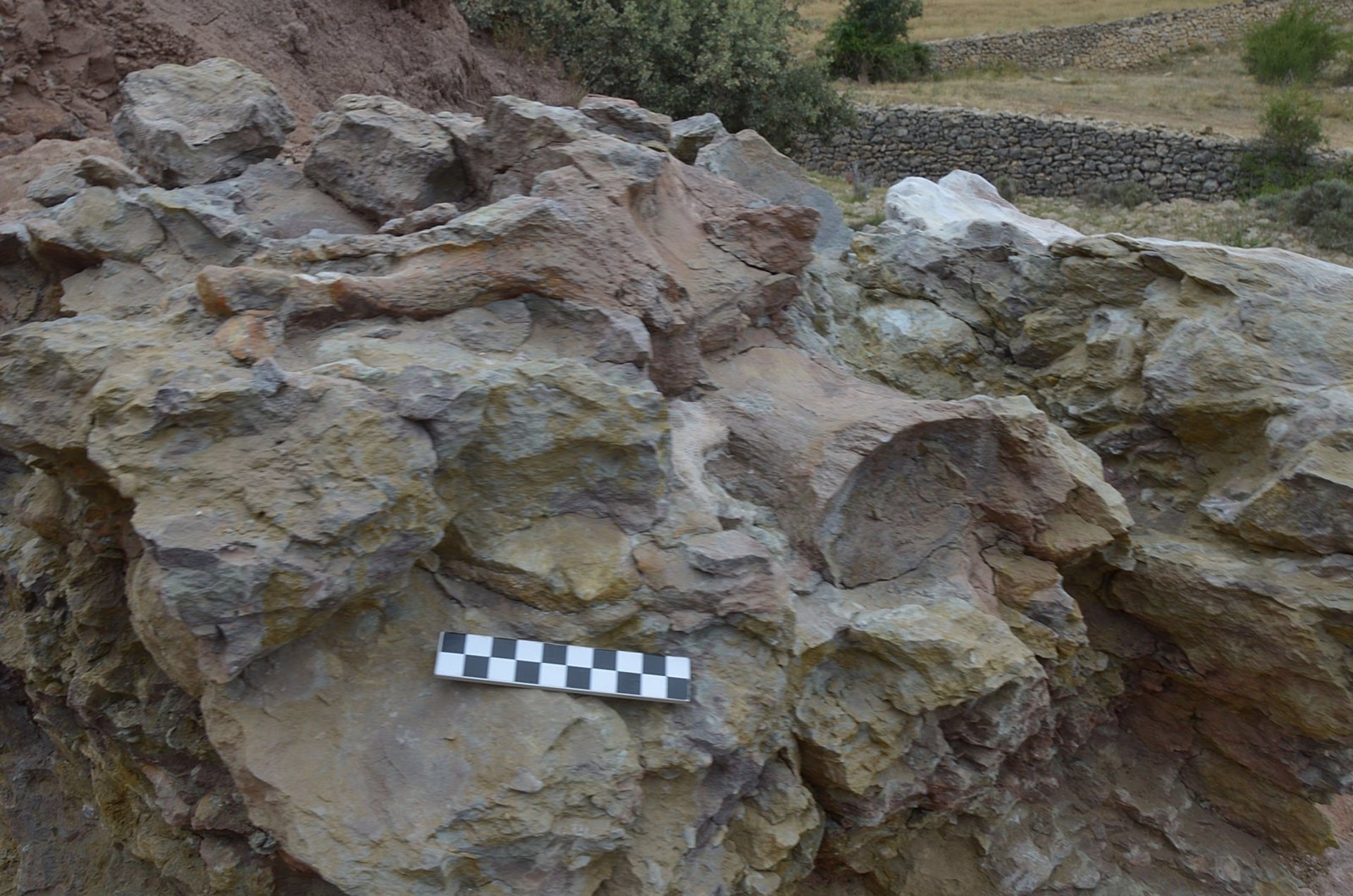 Hallan huesos de dinosaurios saurópodos y dientes de tiburón en el Mas del Romeu de Morella 