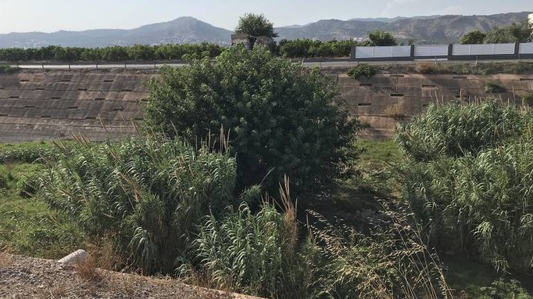 El PP pide que la Confederación del Júcar incluya los cauces de Castelló en sus planes de limpieza