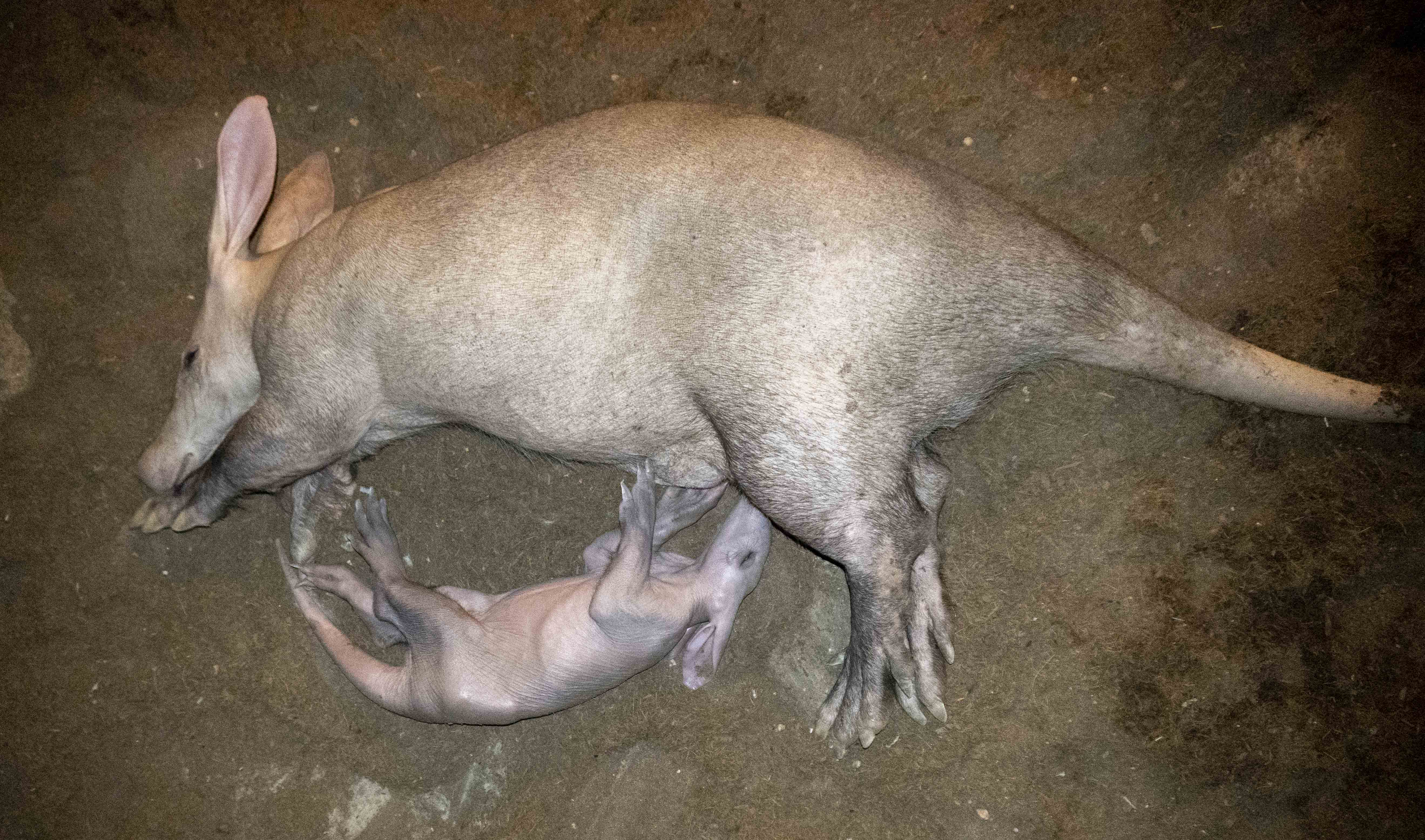 Cría de oricteropo. Foto: BIOPARC - 