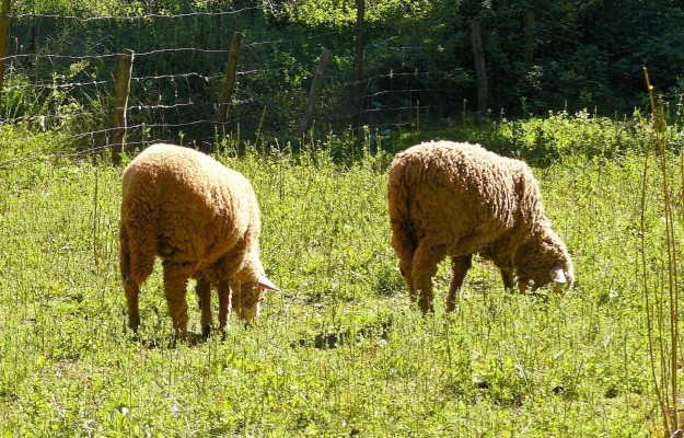 AVA-Asaja alerta del impacto en el sector ganadero del aumento de un 20% de los precios del pienso