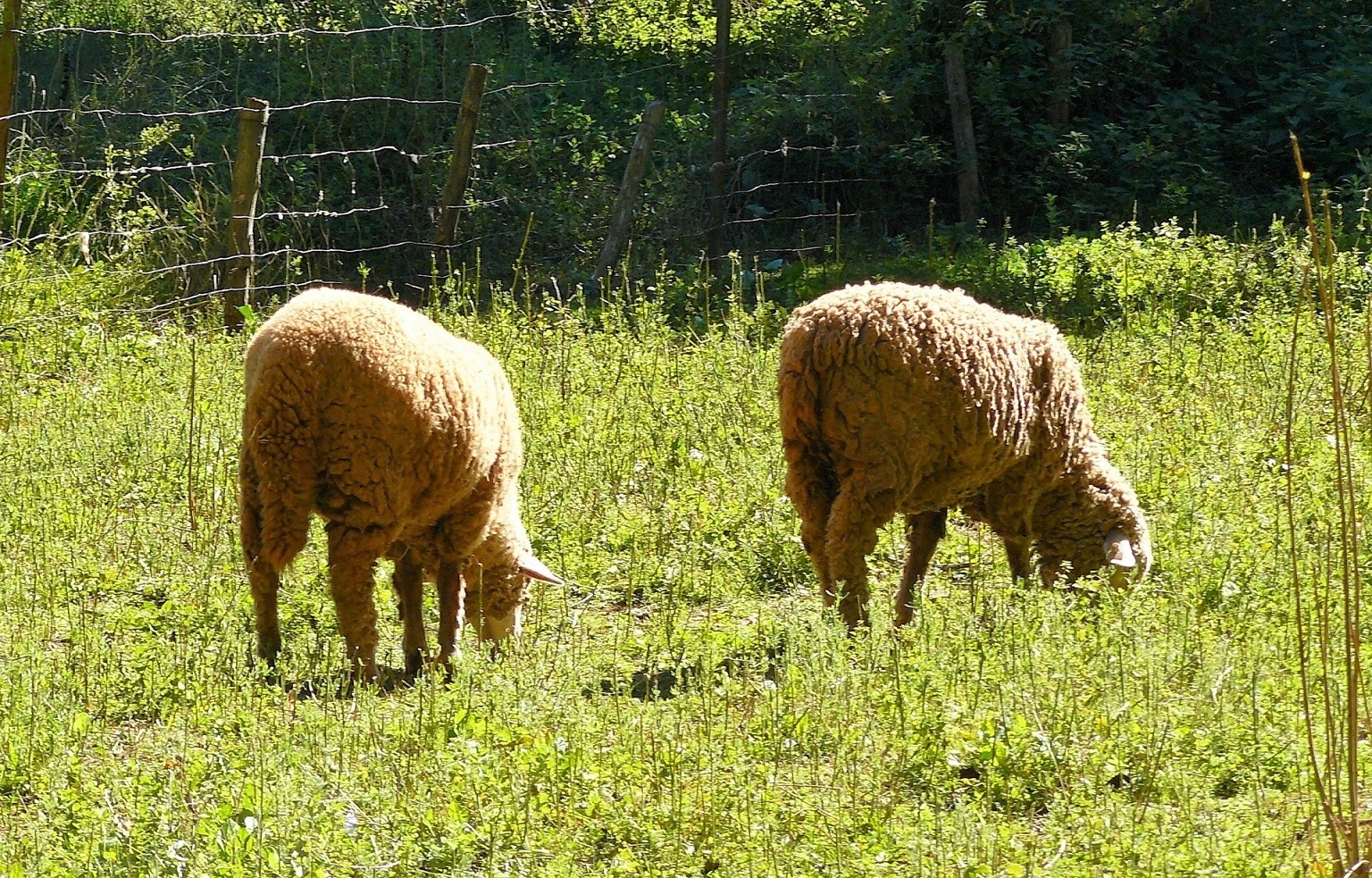 AVA-Asaja alerta del impacto en el sector ganadero del aumento de un 20% de los precios del pienso
