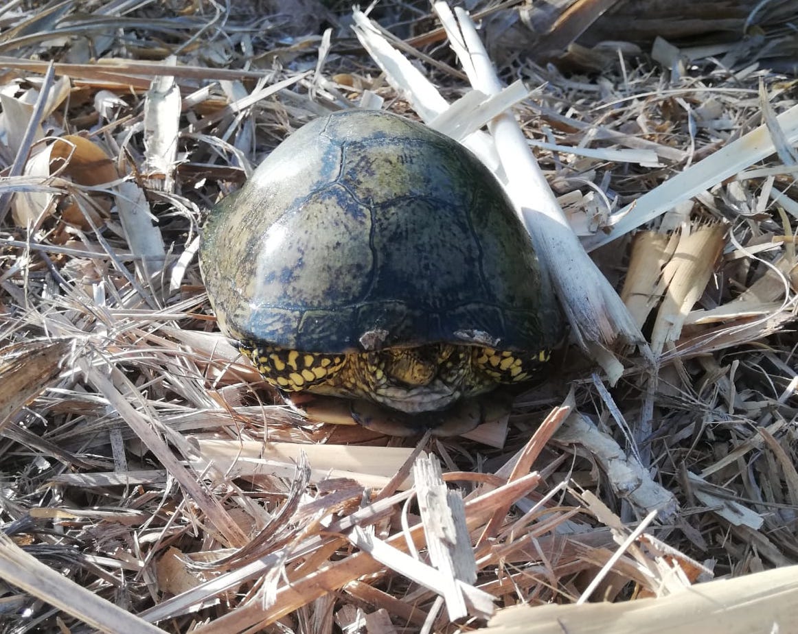 Borriana lanza una campaña para proteger las tortugas autóctonas del Portal de la Mare de Déu