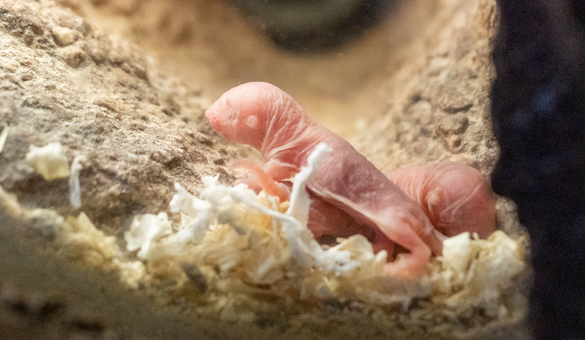 Nace en Bioparc Valencia una nueva camada de rata topo desnuda