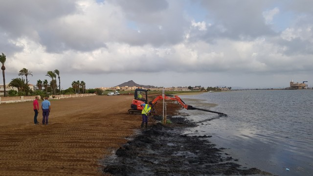 Una treintena de operarios retiran biomasa en el litoral cartagenero del Mar Menor