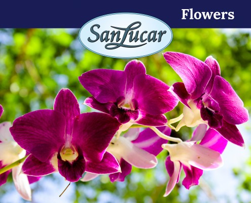 SanLucar debuta en el sector de las flores y plantas