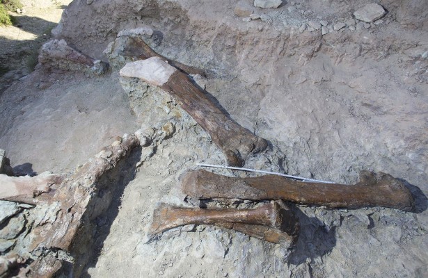 La UNED comienza la tercera excavación paleontológica en el Mas de Romeu de Morella