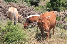 El campo de Castellón, en pie de guerra por el avance del acuerdo de la UE con Mercosur 