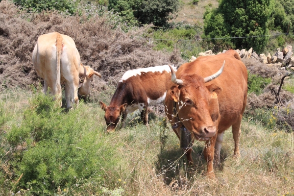 El campo de Castellón, en pie de guerra por el avance del acuerdo de la UE con Mercosur 