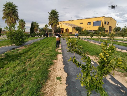  Un proyecto busca detectar el cotonet y otras plagas citrícolas a través de drones