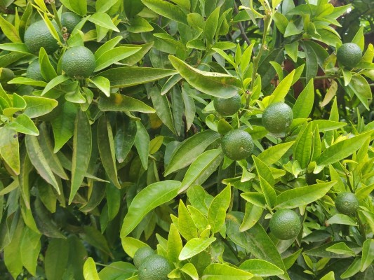 La Unió prevé un 15% menos de clemenules por la vecería y la afección del cotonet de Sudáfrica