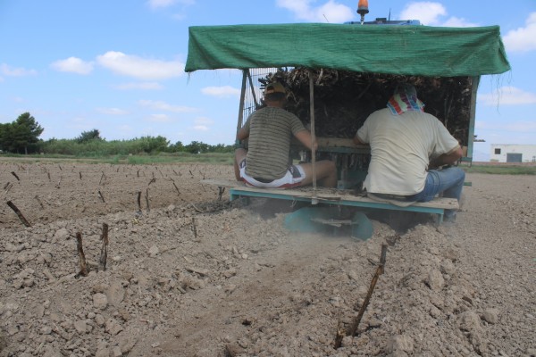 La Vega Baja inicia la plantación de alcachofas con la esperanza de recuperar la superficie previa a la Dana 