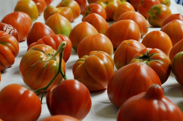 AVA alerta que la crisis de las hortalizas 