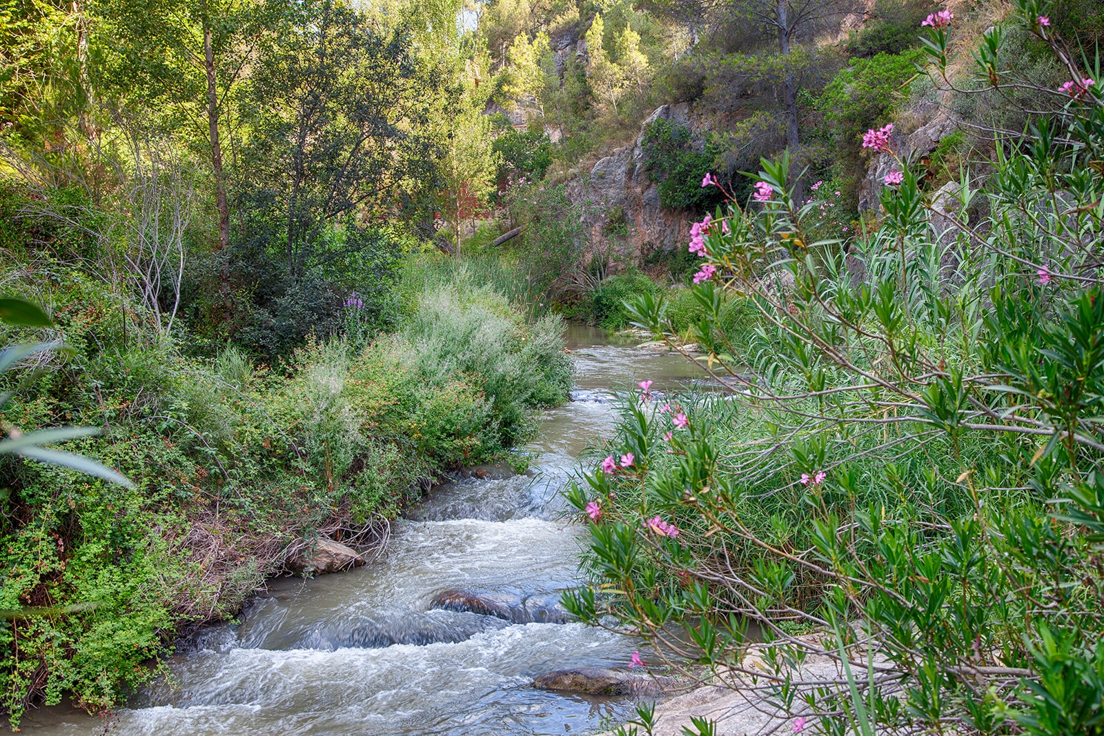 Plan para preservar la flora y fauna del Palancia: La Generalitat invertirá 200.000 euros en seis años