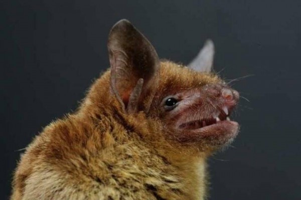 El Gobierno regional mantiene los 500.000 euros al año para el control de enfermedades animales