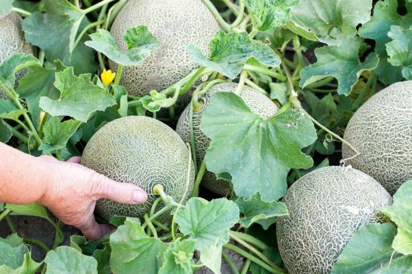 Carrefour compra 12.000 toneladas de melón a agricultores valencianos, murcianos y andaluces