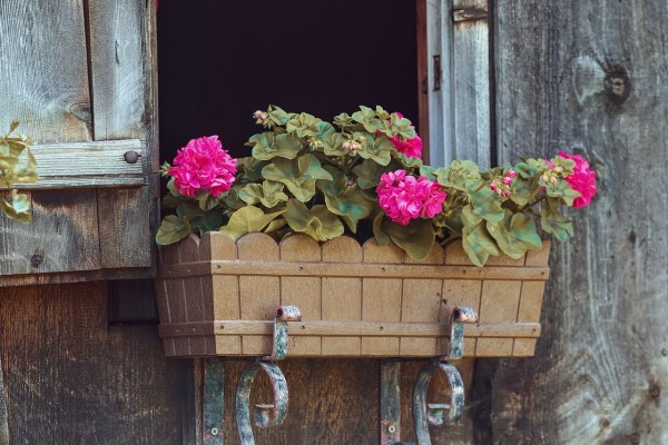 Las mejores plantas de verano para tu jardín o terraza

