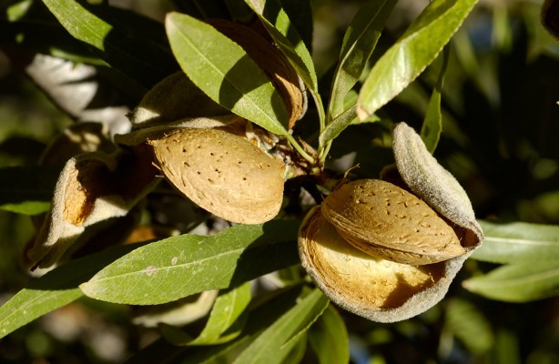 La almendra confía en la revitalización de la hostelería para remontar la campaña del año pasado 