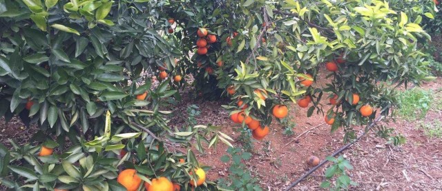 La UE aprueba ayudas estatales de 19 millones para agricultores contra la plaga de los cítricos