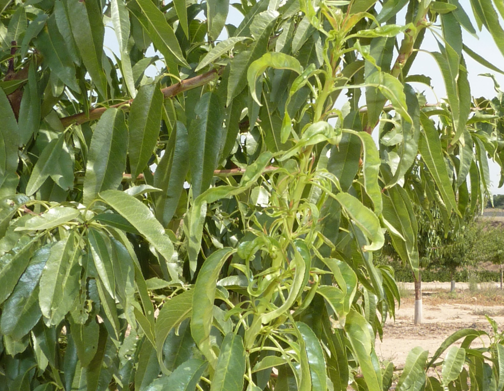 La Unió alerta sobre la plaga de mosquito verde en el cultivo del almendro y la ausencia de soluciones 